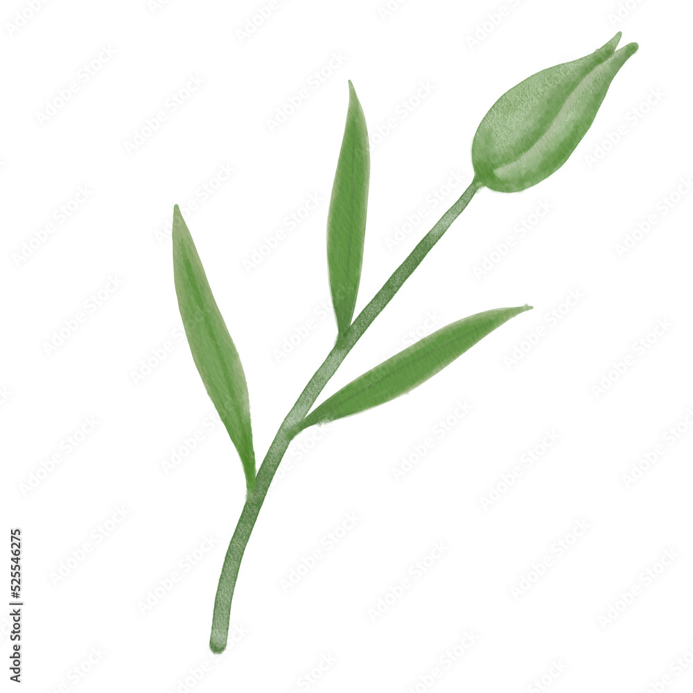 Green leaf watercolor flax illustration.