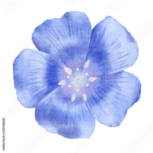 Blue flowers watercolor flax illustration.