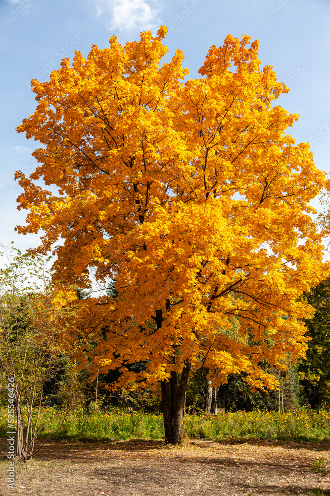 Golden autumn, a lone maple tree in the botanical garden of Almaty