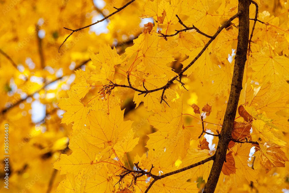 Golden autumn, a lone maple tree (branches, leaves) in the botanical garden of Almaty, close-up