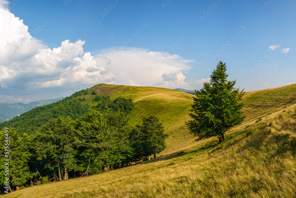 A path winds along a grassy slope in the Carpathian Mountains, Ukraine