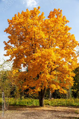 Obraz na płótnie Golden autumn, a lone maple tree in the botanical garden of Almaty w salonie