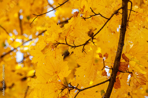 Obraz na płótnie Golden autumn, a lone maple tree (branches, leaves) in the botanical garden of Almaty, close-up w salonie