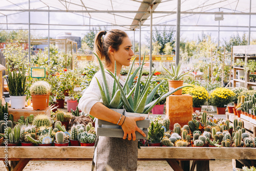Young woman with succulent plants working in glasshouse
