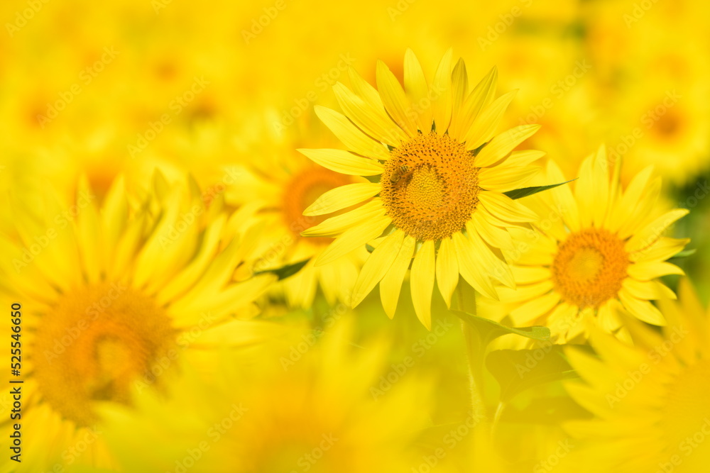 夏向日葵 夏向日葵