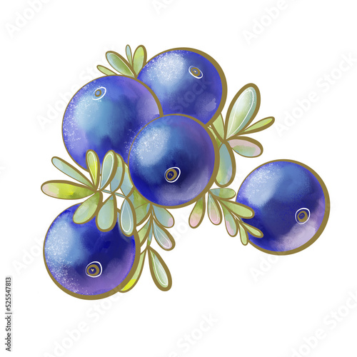 color illustration botanical berries edible crowberry forest bright blue with leaves close up design element print packaging photo