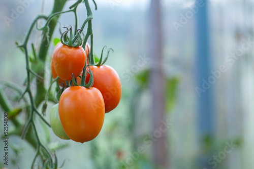 Growing tomatoes in a glass house
