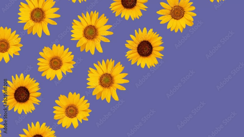 Sunflower pattern on a blue background. Summer concept.4K video animated Sunflower pattern on a blue background. Summer concept.4K video animated