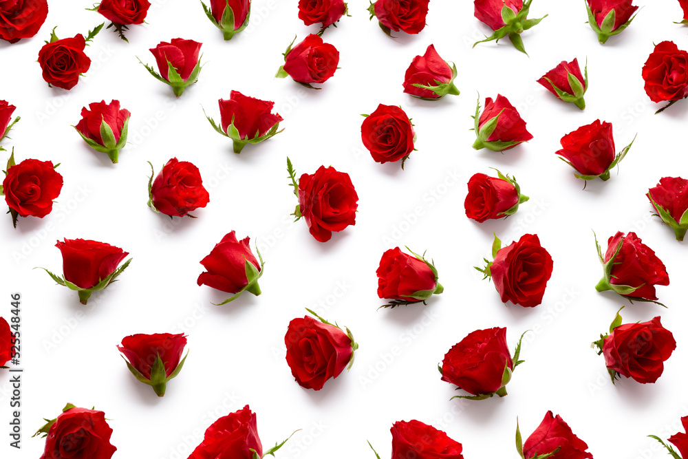 Roses isolated on white background Roses isolated on white background
