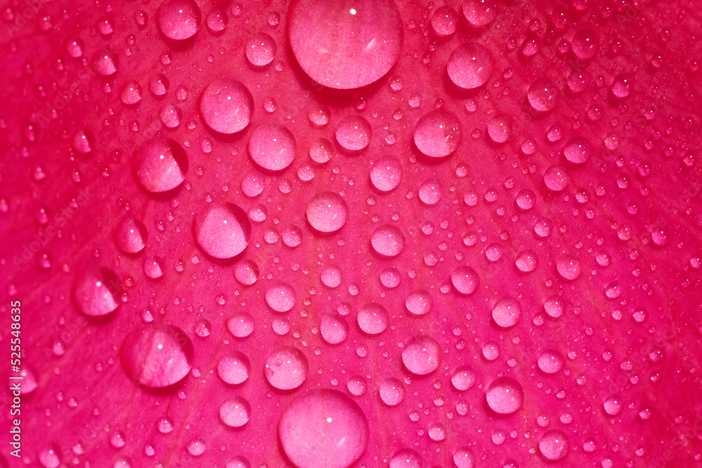 Raindrops on a purple flower's petal. Abstract spa background Raindrops on a purple flower's petal. Abstract spa background