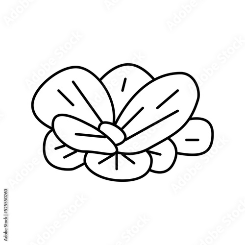 water lettuce line icon vector illustration