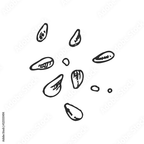Vector hand drawn lemon seeds set. Engraved style illustration. Detailed  ink drawing.