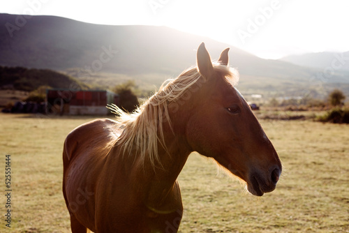 Beautiful chestnut horse in sunlight photo