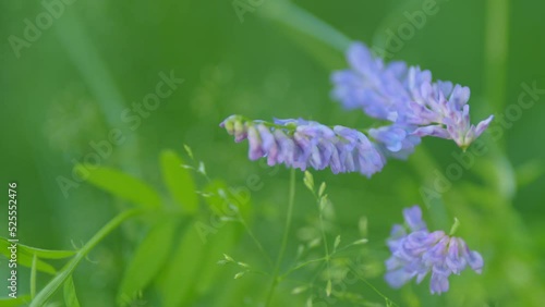 Tufted vetch. Purple flower of tufted vetch or vicia cracca. photo