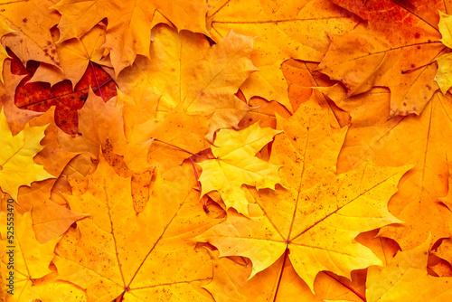 Orange maple leaves, flat lay. Autumn leaves background. Fall season