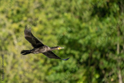 Grand cormoran en vol  © Florian Perez
