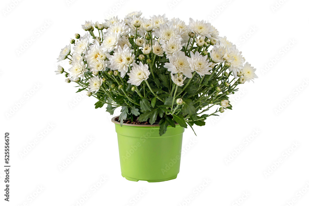 Chrysanthemum multiflora bush in the pot isolated transparent png. White flowers and buds autumnal bouquet.