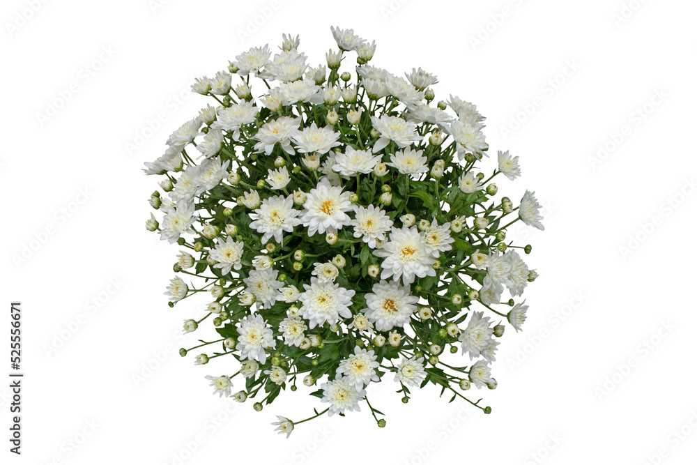 White chrysanthemum flowers and buds bouquet isolated transparent png