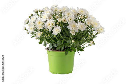 Chrysanthemum multiflora bush in the pot isolated transparent png. White flowers and buds autumnal bouquet.