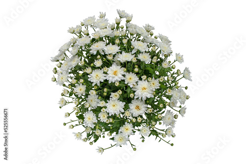 Fototapeta Naklejka Na Ścianę i Meble -  White chrysanthemum flowers and buds bouquet isolated transparent png top view.