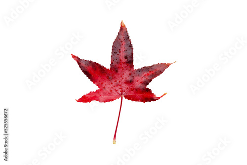 Red autumn leaf with water drops isolated transparent png. American sweetgum fall coloring.