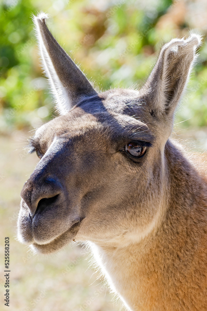 Obraz premium close up of a alpaca