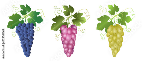 Fototapeta Naklejka Na Ścianę i Meble -  Clusters of blue, pink and white grapes with vine leaves isolated on white. Wine grapes, table grapes. Fresh fruits. Food icons set. Realistic vector illustration.