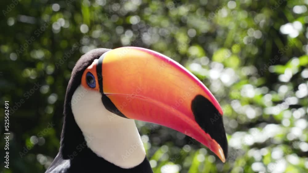 Close up shot of exotic toco toucan bird in natural setting near Iguazu Falls, Brazil. Close up shot of exotic toco toucan bird in natural setting near Iguazu Falls, Brazil.