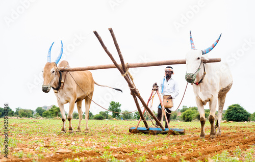 Obraz na plátně Focus on farmer, Indian farmer ploughing with cattle at farmland during monsoon season - concept of rural agriculture,farming and daily wagers