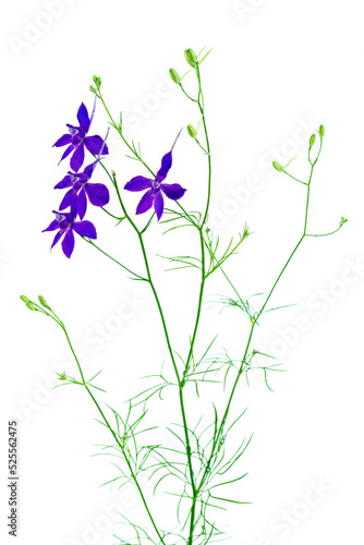 Consolida regalis. Blue wild flower. Isolated on a white background
