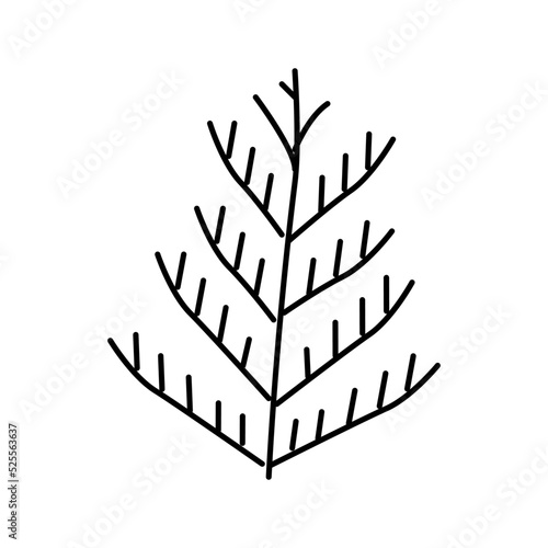 cedar plant leaf color icon vector illustration