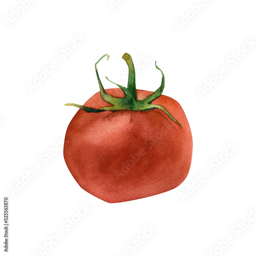 Hand-drawn watercolor red tomato illustration. Vegetable isolated on white background. Gardening. Healthy vegetarian food  cooking ingredient  harvest time