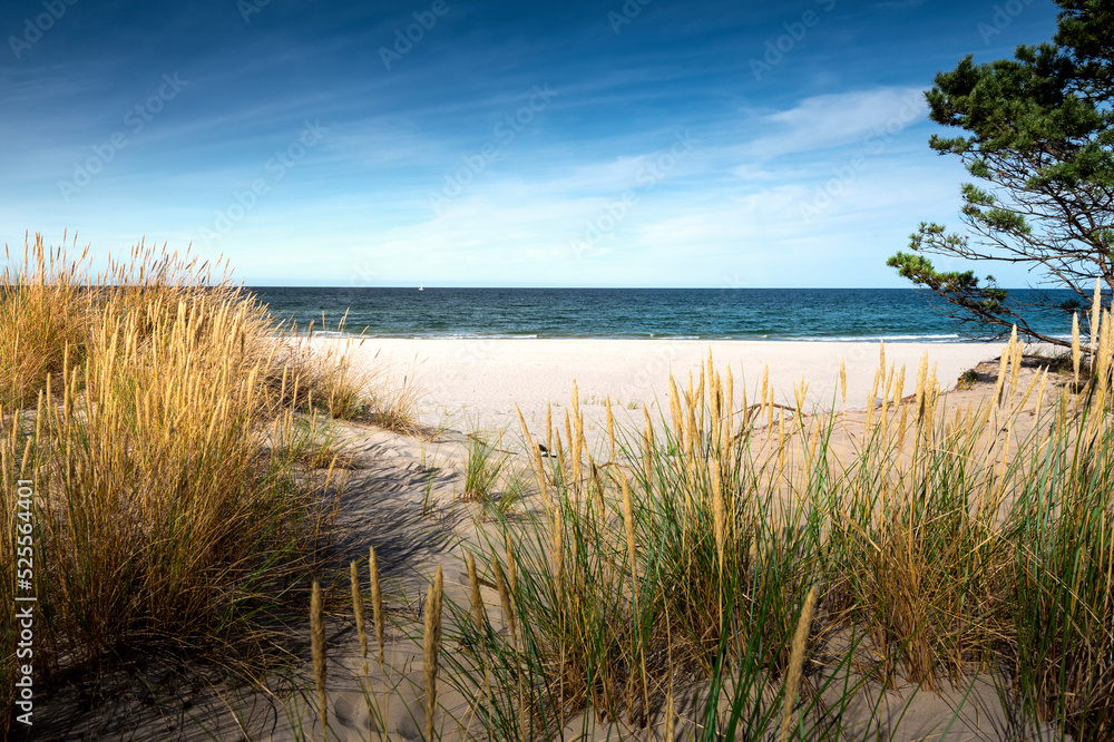 Obraz na płótnie Baltic Sea. Beautiful beach, coast and dune on the Hel Peninsula. Piękne plaże półwyspu helskiego z widokiem na wydmę, roślinność wydmową, piasek i morze bałtyckie.  Okolice Helu i Juraty 
 w salonie