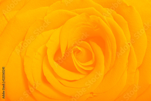 Flower of a yellow rose close-up macro shot in the background of a rose petals texture