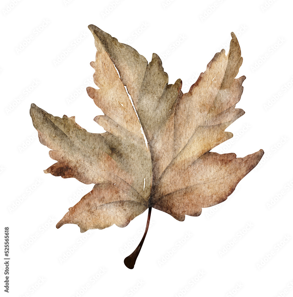 Naklejka premium Autumn leaf. Watercolor painting transparent.