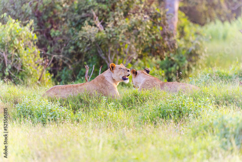 Photography Two Female Lions in Tsavo East National Park, Kenya, Africa