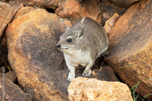 Rock Hyrax - Klippschliefer - in Tsavo East National Park, Kenya, Africa.