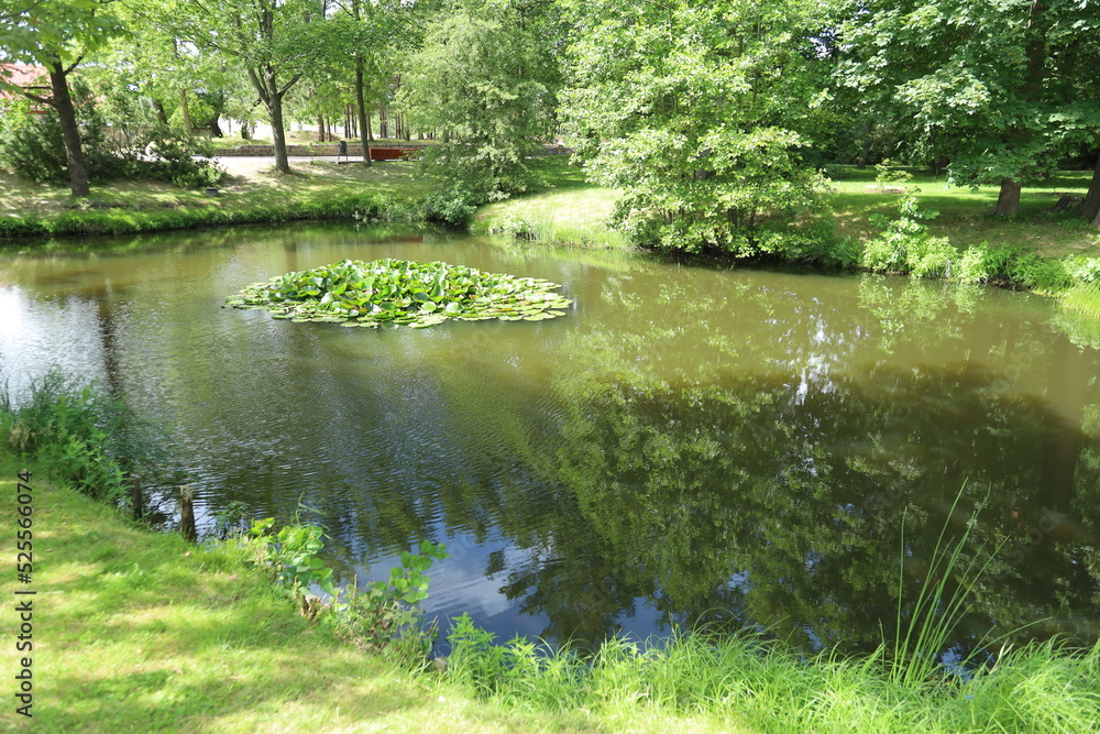 Fototapeta premium lake in the forest