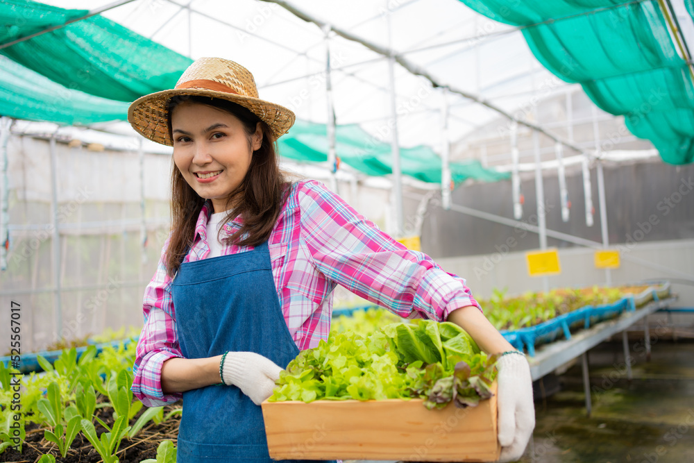 Portrait of happy Asian woman farmer holding basket of fresh vegetable salad in an organic farm in a greenhouse garden, Concept of agriculture organic for health, Vegan food and Small business.