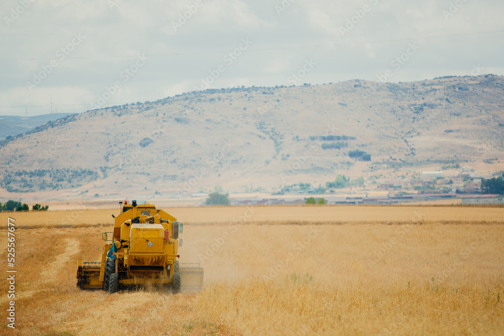Combine harvester working in a cereal field Combine harvester working in a cereal field