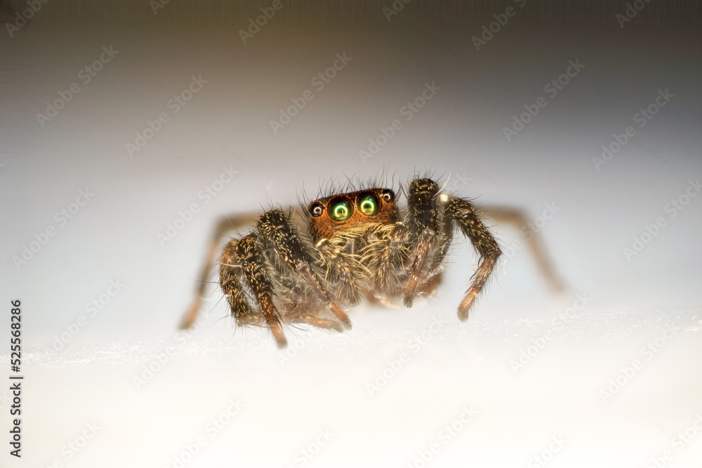spider spider
