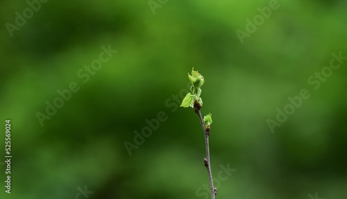 green leaves in the forest nature