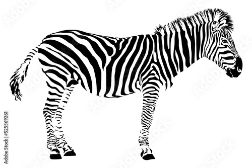 zebra. vector illustration