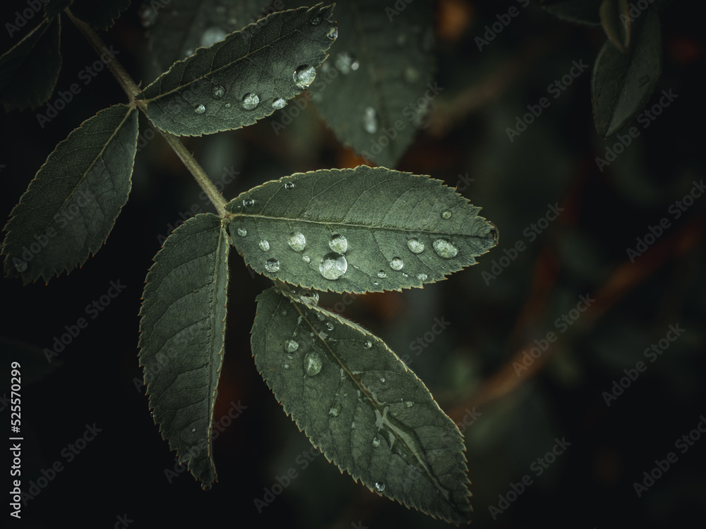 Nahaufnahme einer Pflanze