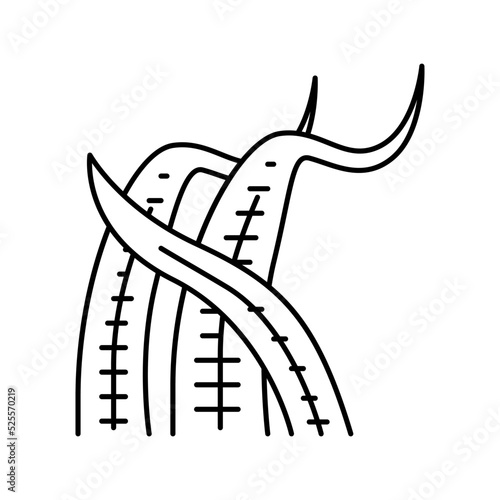 cryptocoryne balansae line icon vector illustration