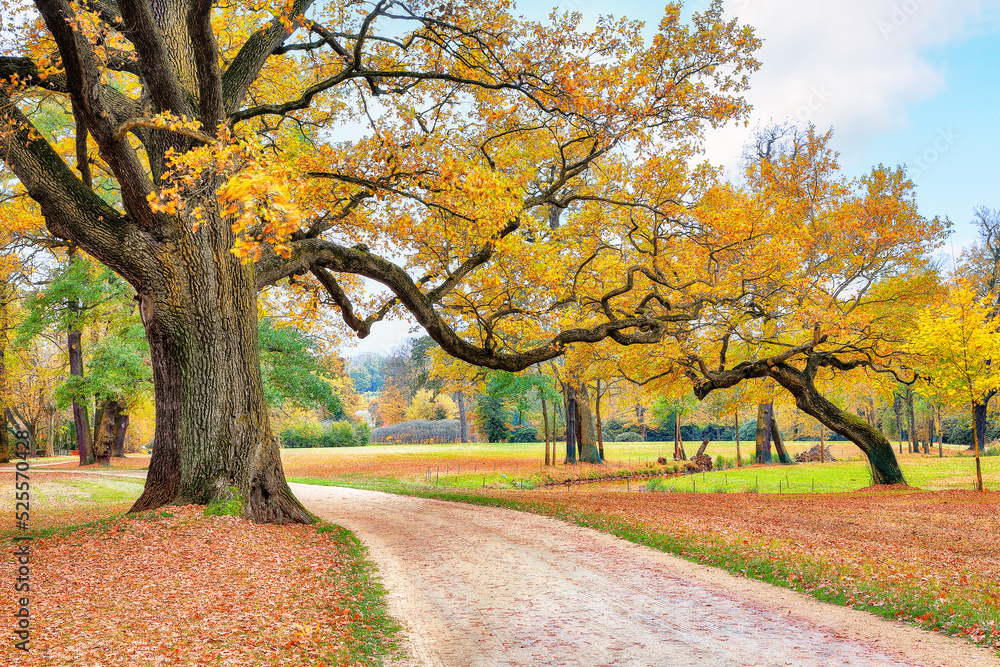 Naklejka premium Breathtaking autumn landscape with old oak trees in Muskau Park.