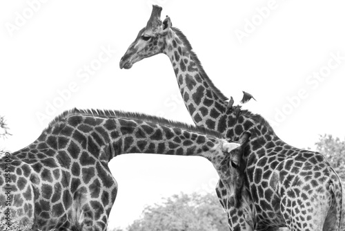Photography black and white giraffe on white