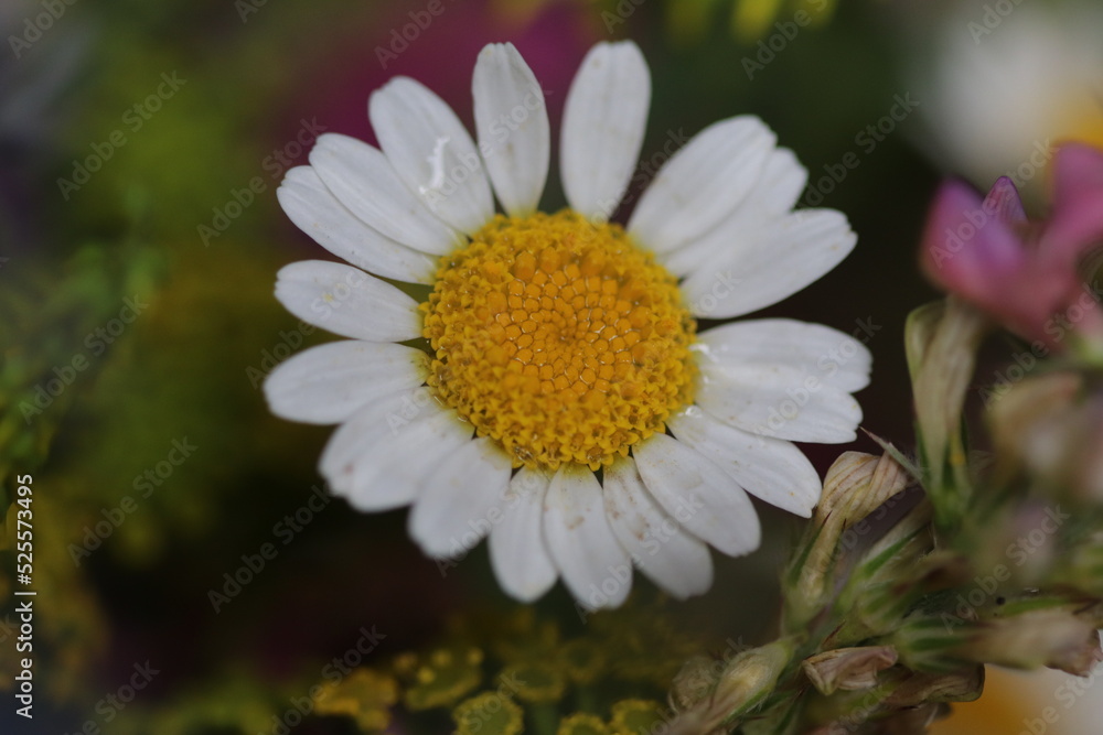close up of a flower , macro flower portrait close up of a flower , macro flower portrait