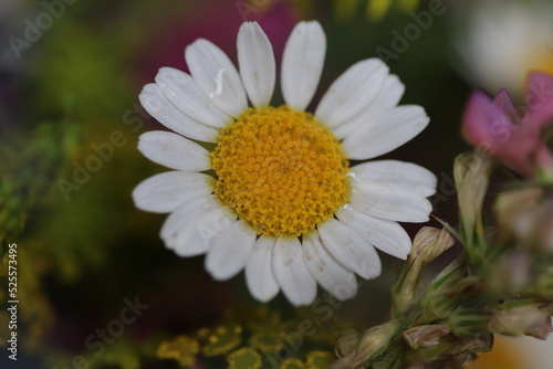 close up of a flower , macro flower portrait  © Marius