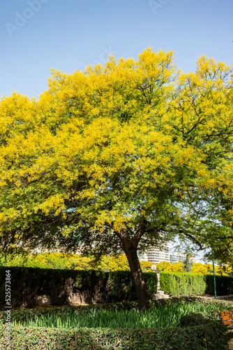 Fototapeta Naklejka Na Ścianę i Meble -  Background with tree with yellow flowers